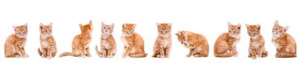istock set Cute little red kitten banner isolated 2190163135
