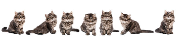 istock Cute little brown kitten banner 2190163147