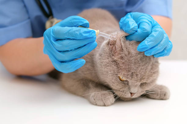 istock veterinarian checking ears of gray Scottish cat 2190163691