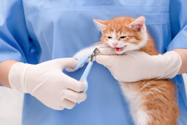 istock A veterinarian trims the claws of a small kitten 2190163707