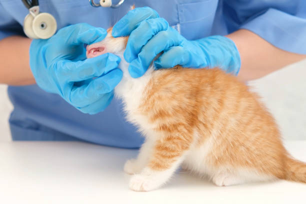 istock veterinarian examining the teeth of a small kitten 2190163710
