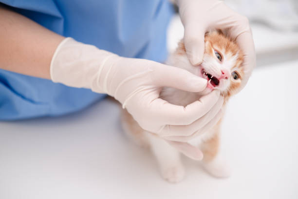 istock veterinarian examining the teeth of a small kitten 2190163714