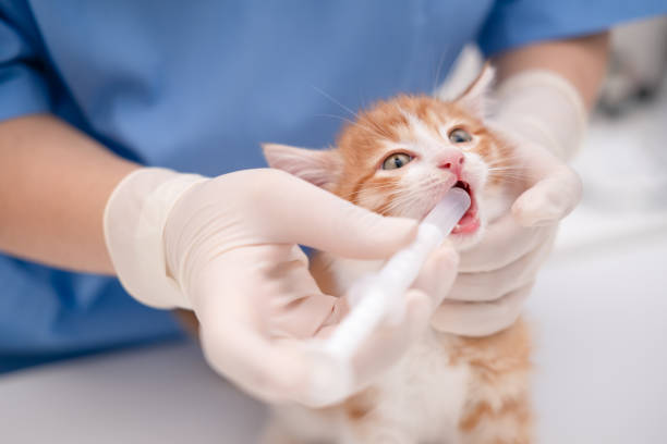 istock veterinarian examining the teeth of a small kitten 2190163716