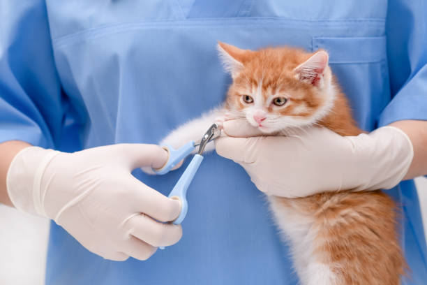istock A veterinarian trims the claws of a small kitten 2190163721