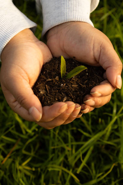 istock Vertical image of female hands holding a small plant with soil 2190165583