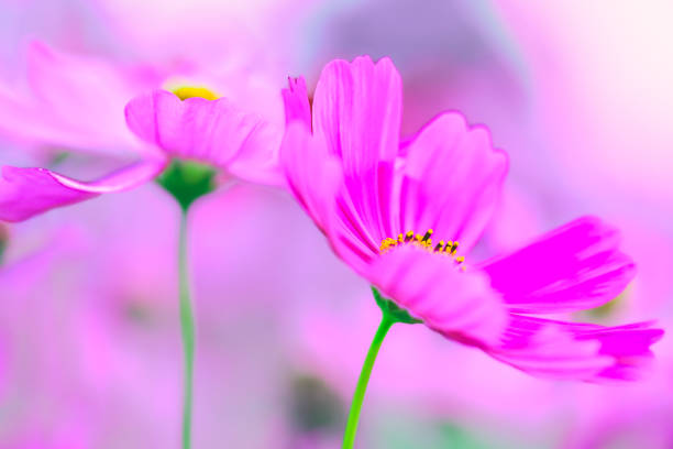 Macro Series : Close up of pink cosmos pollen. Light pink cosmos flowers in the garden. Field of cosmos flowers. Pink flowers with blurred background.