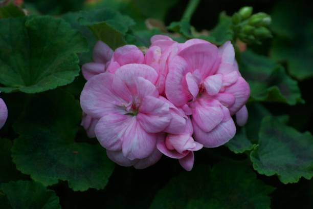 istock Pink Flowers, Stunning Floral Arrangement 2190167370