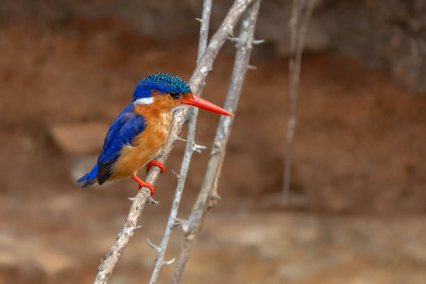 Malachite kingfisher (Corythornis cristatus) fishes from a branch.