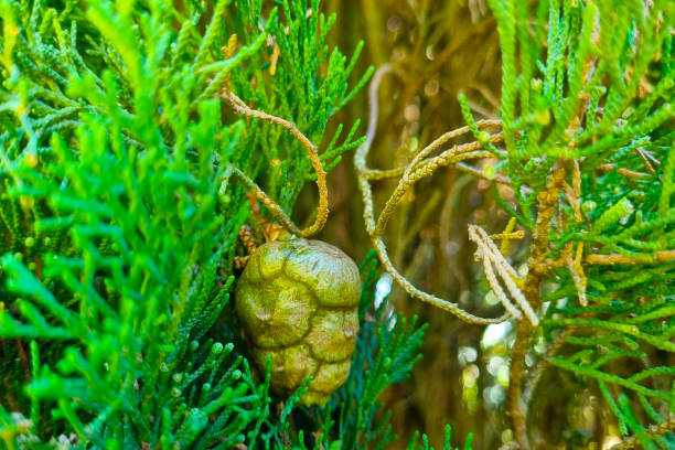 A green pine cone nestles among bright, feathery foliage, showcasing the intricate design of nature. the lush greenery and natural textures offer a peaceful and vivid glimpse into a serene forest environment.