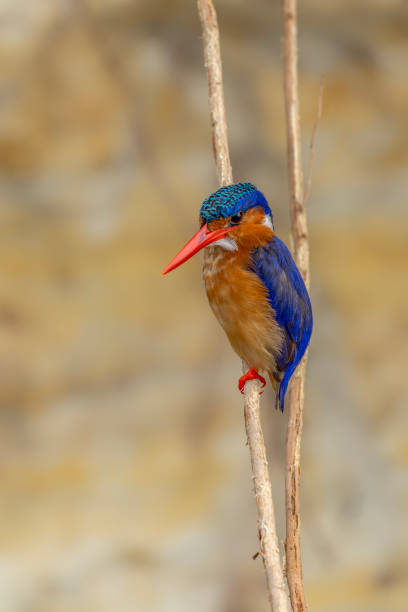 istock Malachite kingfisher (Corythornis cristatus) fishes from a branch. 2190168990