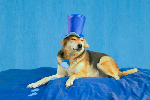 sad and depressed dog wearing a top hat and withered blue flower on blue background. blue monday concept
