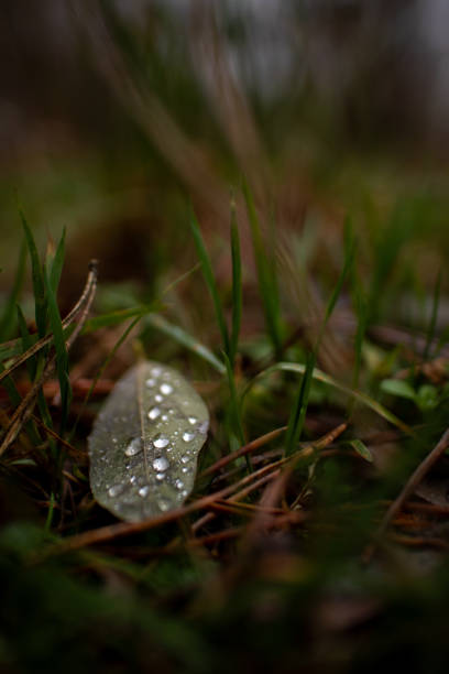 Fall color leaves wet with raindrops on ground detail background image. Scattered leaves in montane aspen forest.