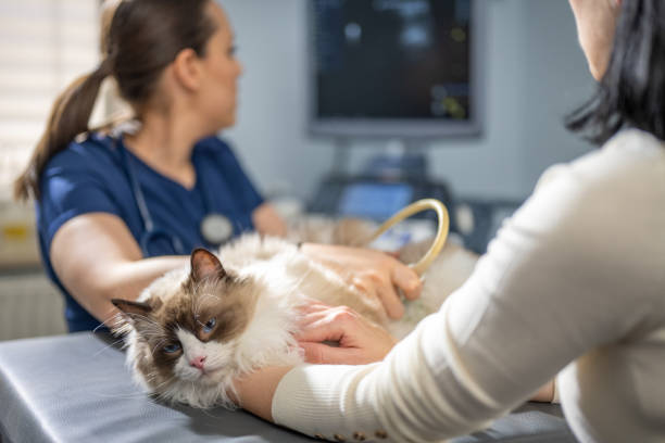 istock Domestic Cat Relaxing During an Ultrasound Examination 2190173733