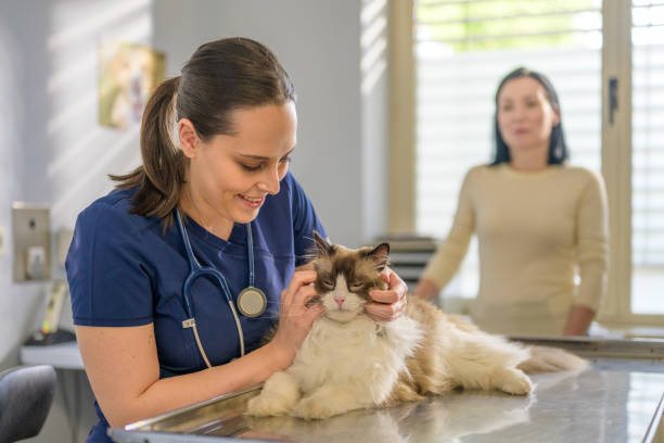istock Smiling Veterinarian Examining a Domestic Cat 2190173767