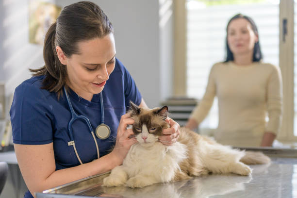 istock Smiling Veterinarian Examining a Calm Cat During a Routine Checkup 2190173772