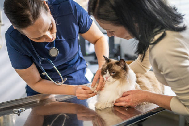 istock Female veterinarian examining cat's paw 2190173777