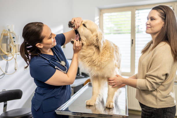 istock Dog Dental Examination by Veterinarian 2190173906