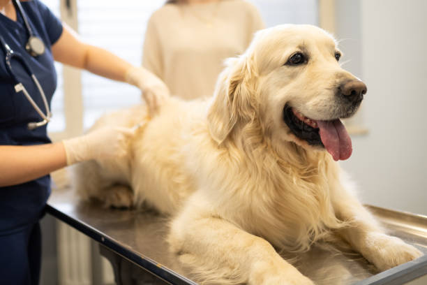 istock Golden Retriever Vaccination in Progress 2190173930