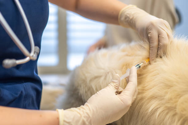 istock Close-Up of Canine Vaccination Procedure 2190173938
