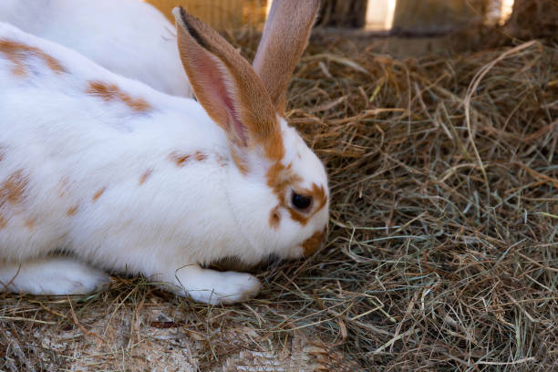istock Beautiful white and brown rabbit on a bed of straw. 2190174413