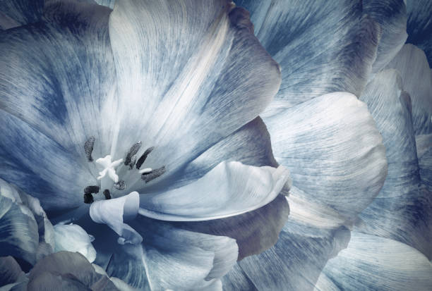 istock Tulip flower.  Floral background.  Close-up. Nature. 2190174825