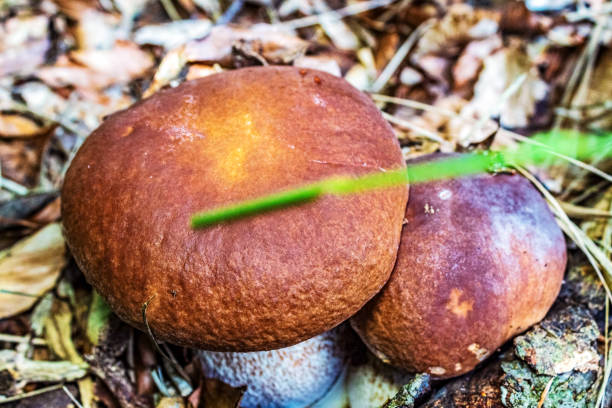 istock Macro  - Forest - Europe, Romania, Suceava region 2190174990