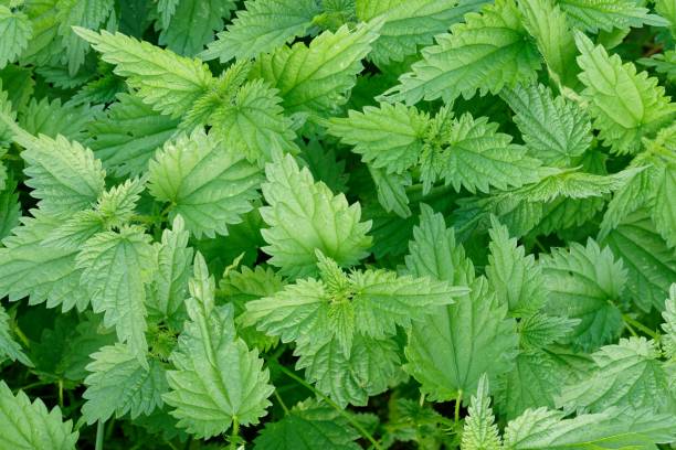 istock Close-up of lush green nettle leaves 2190177372