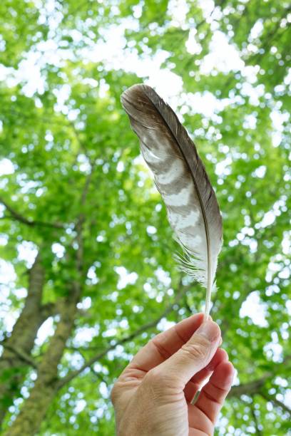 istock Hand holding a feather with green leaves background. 2190177718