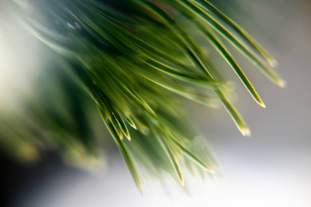 Focus on fir tree branch, white frost covering green needles, wintertime in the mountains