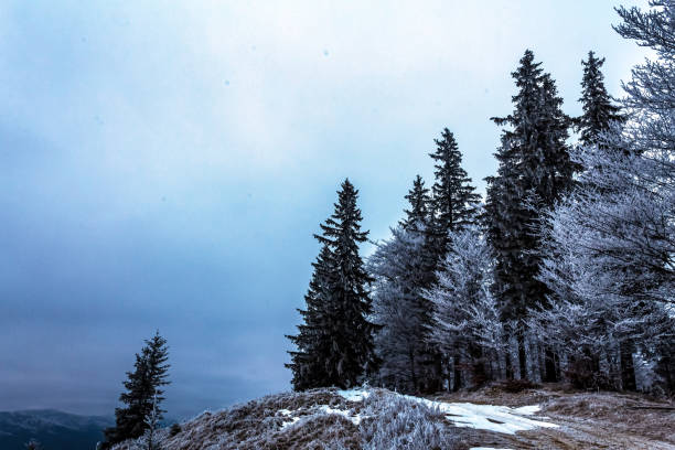 Landscapes - Forest - Europe, Romania, Suceava region