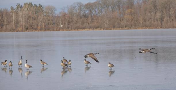 istock Geese on a Frozen Lake with Forest Backdrop 2190179710