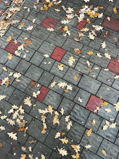 Autumn oak leaves scattered on a patterned stone pavement
