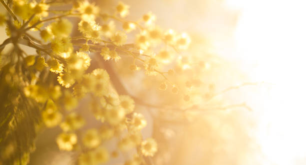 istock Close-up sunny spring background with floral bokeh light 2190182678