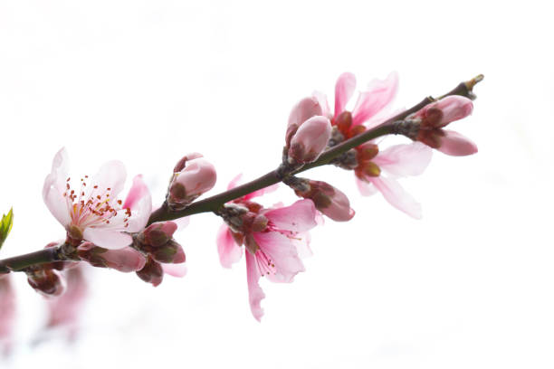 Almond tree spring pink flower on white background