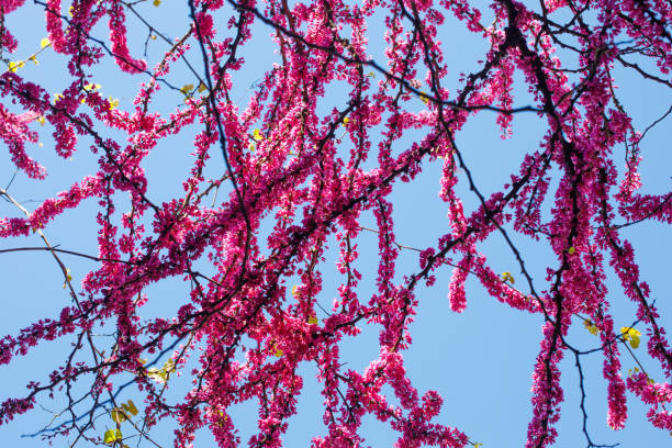 Branches of Cercis tree with flowers, spring background