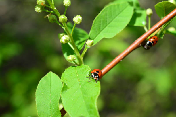 a ladybug is on a twig with green leaves and buds close up