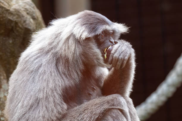 Java Gibbons 60+ Silvery Gibbon Photos Stock Photos, Pictures & Royalty-Free Images ...