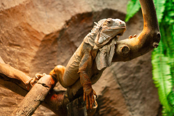 istock Red iguana is perching on tree branch. Blurry background animal wildlife 2190183631