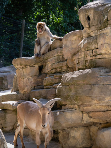Two lions rest inside a fenced enclosure. One is standing with its back turned, while the other lies down yawning under the shade of a tree, surrounded by dry terrain and greenery.