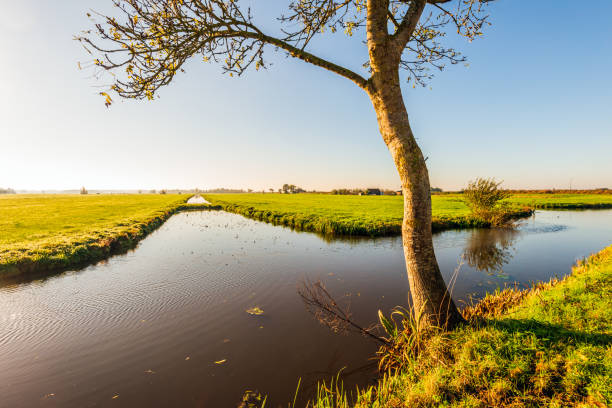 istock Tree on the edge of a polder ditch 2190187061