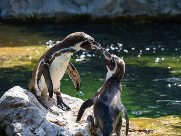 istock Two Penguins stand on a Rock Together Near a Pond 2190187144