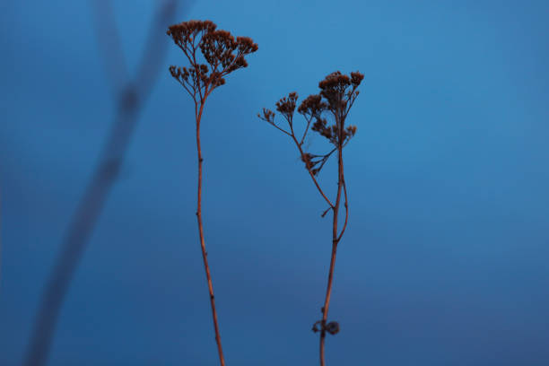 Inflorescences at dusk