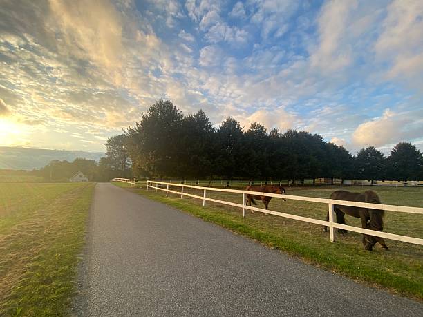 Horses in an enclosure and an alley.