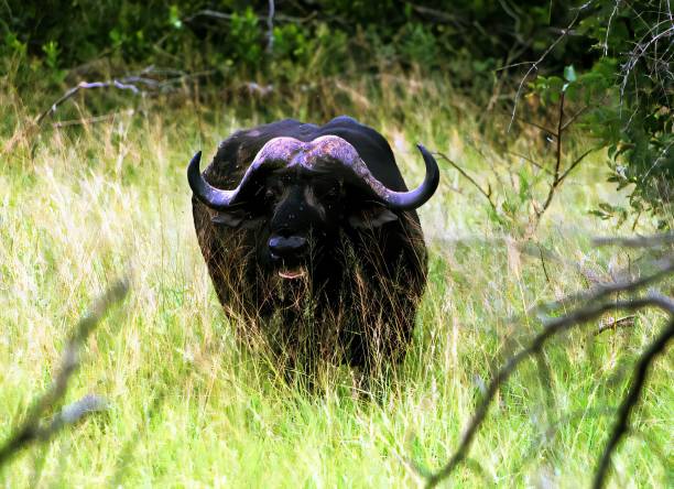 A powerful African buffalo stands in lush green grass, surrounded by dense foliage, showcasing its majestic horns.