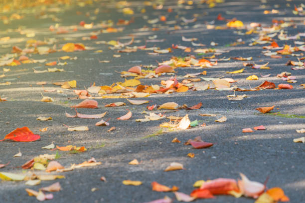 Fallen yellow and orange leaves on a path in a park. Autumn background.