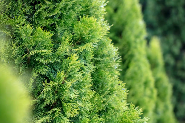 istock Natural background of thuja trees 2190190820