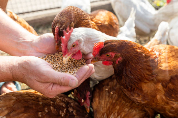 istock The farmer hand-feeds his hens with grain 2190193584