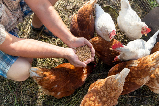 istock The farmer hand-feeds his hens with grain 2190193586