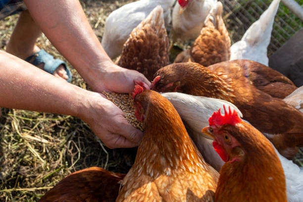 istock The farmer hand-feeds his hens with grain 2190193587