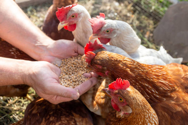 istock The farmer hand-feeds his hens with grain 2190193595